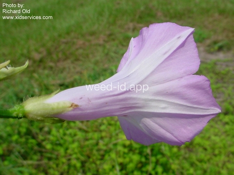 morningglory, sharppod/cotton